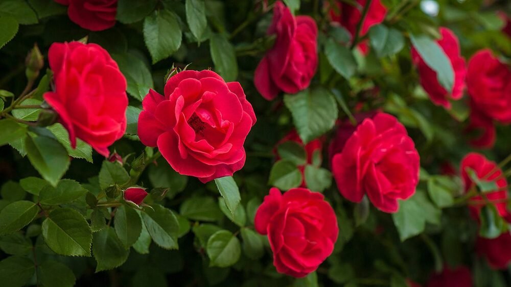 valentines rose bush